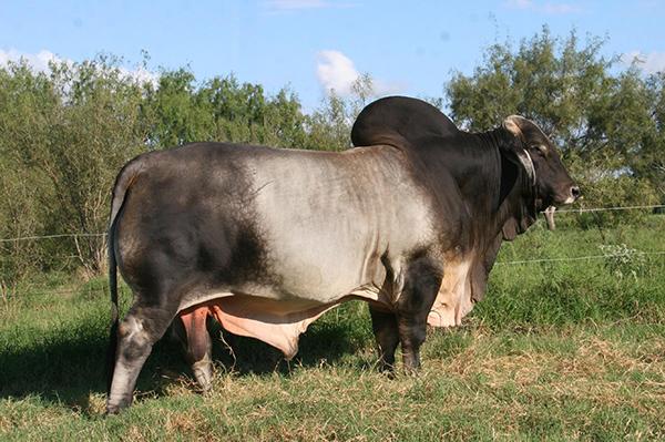 Sire - LMC WFF Pistolero was A BEEF MACHINE