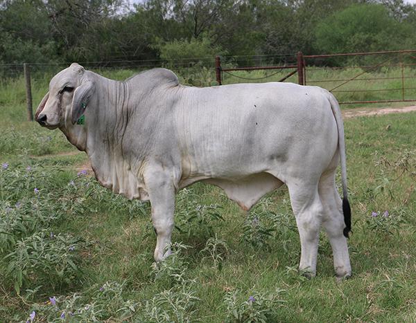 Typical LMC Polled Samson - long, thick, moderate and good looking