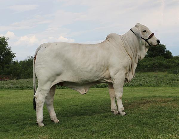 LMC Polled Samson donor daughter owned with Hondo Martinez