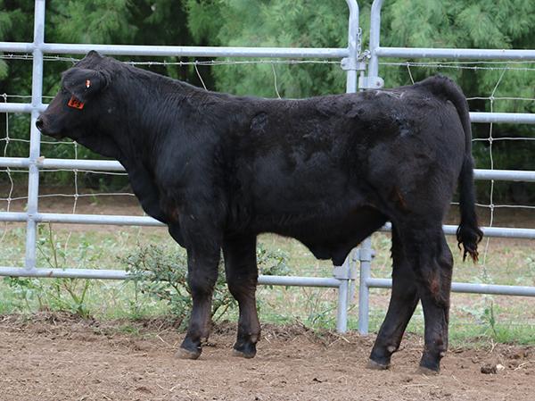 Sire as a weaned calf. He is Dream Girl son.