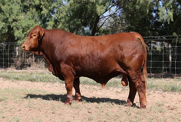 Maternal brother - LMC Chairman - top indexing bull @ RGV Test - great carcass