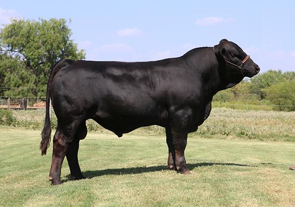 Sire - Dream Girl x Beef Maker owned by Hensgens Bros. Simbrah.