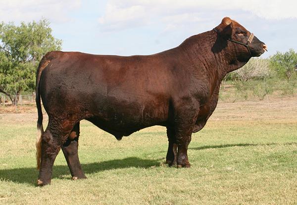 Sire - the International Champion LMC 6G Red Rock owned by Josh Harris.