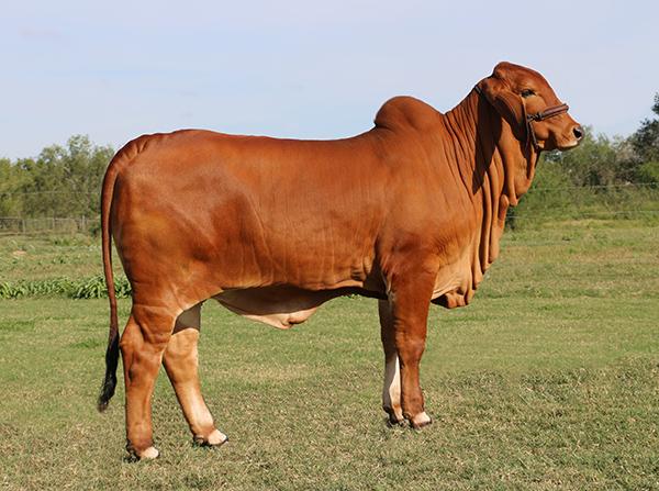 Dam - a prolific polled/s donor sired by Winchester 999 - dam of Polled Pappo