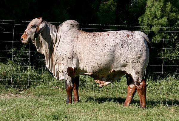 Sire - LMC Polled Rico who sires lots of solid red and good cattle