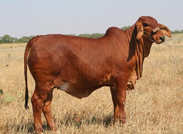 Paternal Grand Dam and one of our best cows