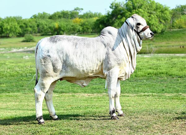 Caporal show heifer owned by Ryan Mack Simpson