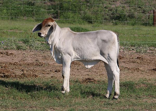 Caporal daughter out of LMC Polled Crickett, ECC's first registered polled cow.