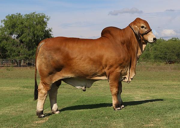 Polled Pappo - maternal sib to embyros. He is destined for greatness.