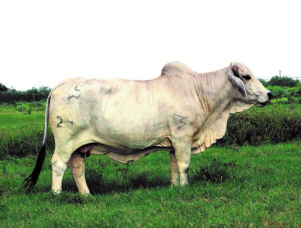 Dam - Donna is one of the most capacious Polled/S cows in the breed