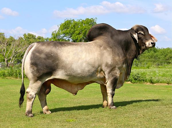 Sire - LMC Polled Sambo is long, thick and very consistent