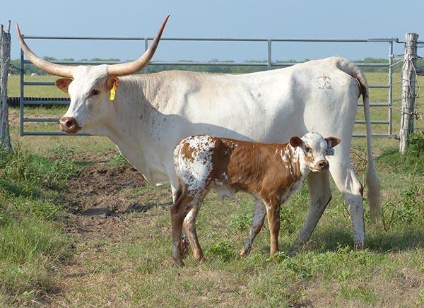 Selling with bull calf 