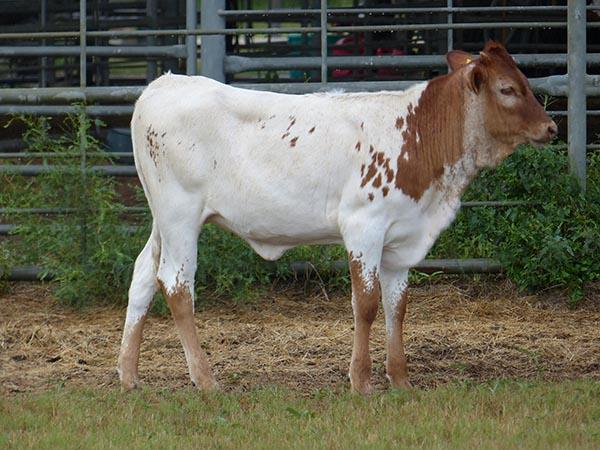 Selling with heifer calf 2-19-17