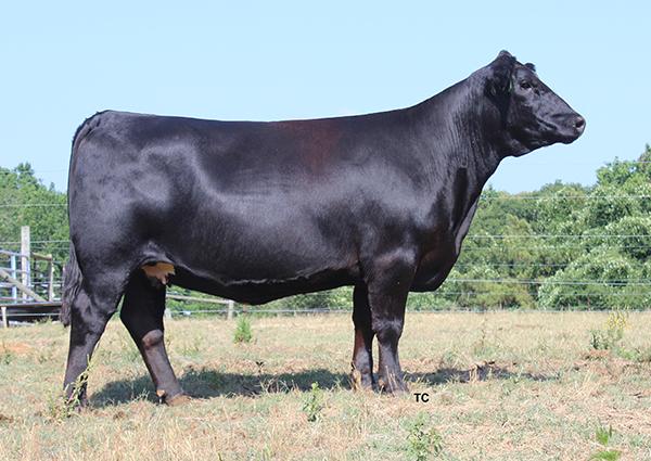 Dam of 710E