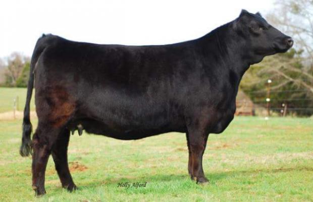 Dam of 713E