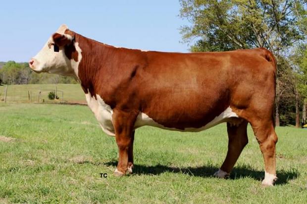 Dam of 79E