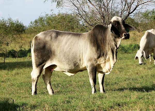  - Dam - LMC Polled Muneca 233/7