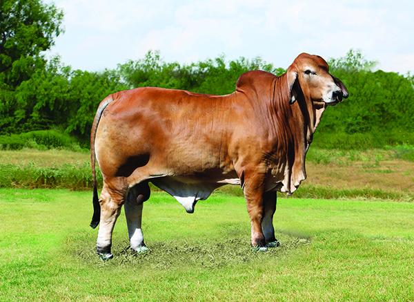  - Paternal Brother - LMC LN Polled Pappo 136/6