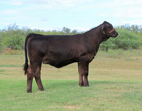  Daughter - Top selling heifer at LMC GenePLUS XVIII - owned by Curt Culpepper Family