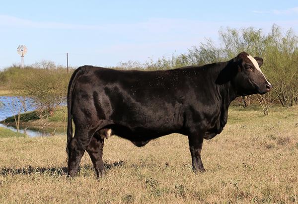 Champion Dam of Lot 17 and 18 - LMC Miss America