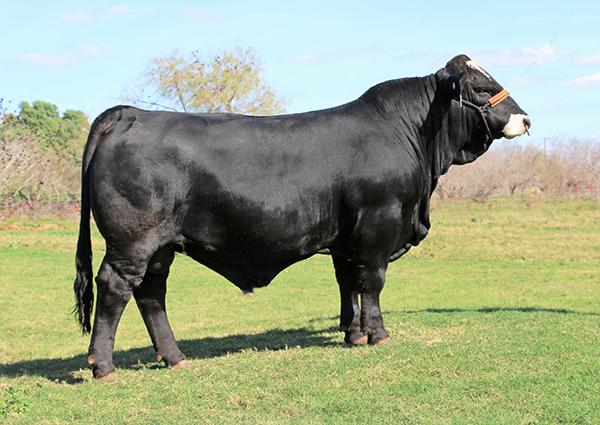 Champion Sire - LMC BBS Manziel - 4.6% IMF and 46 CM testicular circumference