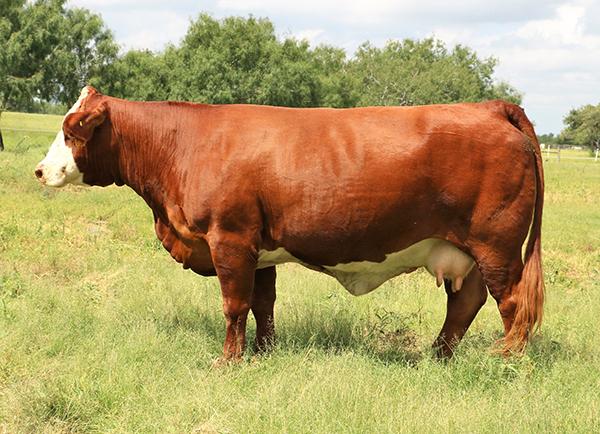 Maternal Grandam - $10,000 San Antonio Junior Champion - BBS Jeannie Walker