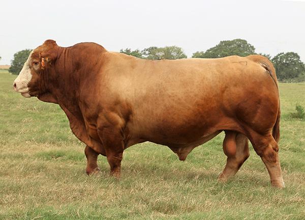 Sire - LMC Rhino - International Champion - Semen sells for $300 per unit