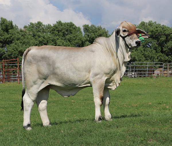  - Polled N Pretty at 9 months of age