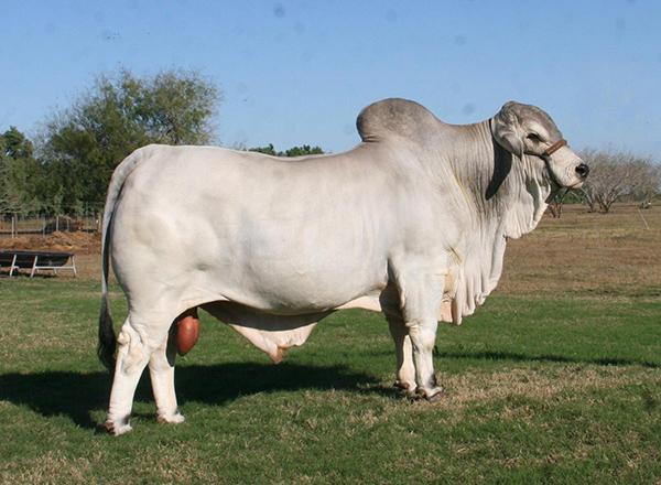  -Sire - one of only 3 POLLED bulls in the Register of Renown