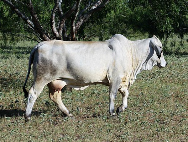  - Full sister owned by ELC Cattle Co.