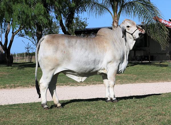  - Dam - LMC LD Polled Elma