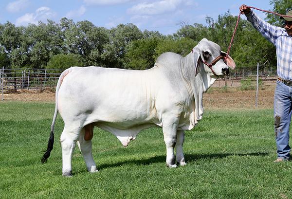  - Full sib - 4F Polled Iceman