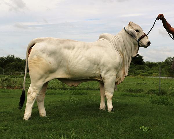 Maternal sister -  LMC LF Polled Lana owned by ERB Cattle Co.