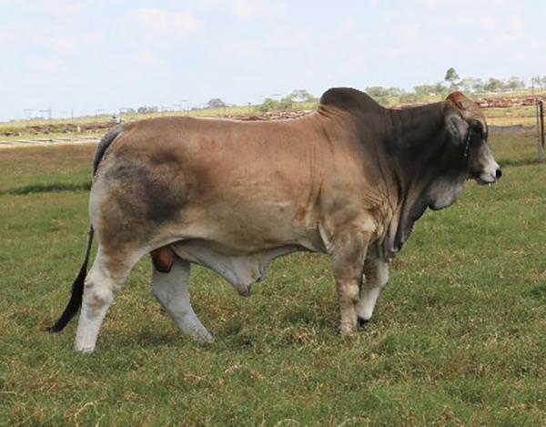  - Paternal brother we sold Westoff Brangus from New Mexico at the ABBA Bull Test Sale 