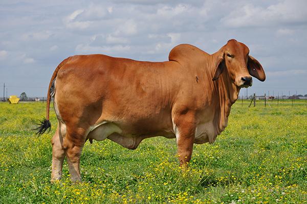 Lot Auctions Motion - In | 15 Videos Cattle Live Semen | Only Online 10 PETERBUILT Presale Photography | - | Videos JS | lot | Cattle straws | Broadcasts Auctions Cattle MR ROUGE