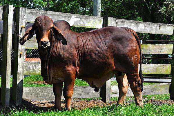 Mr. JS/K Polled Elvin 515/5 pictured at 12 months