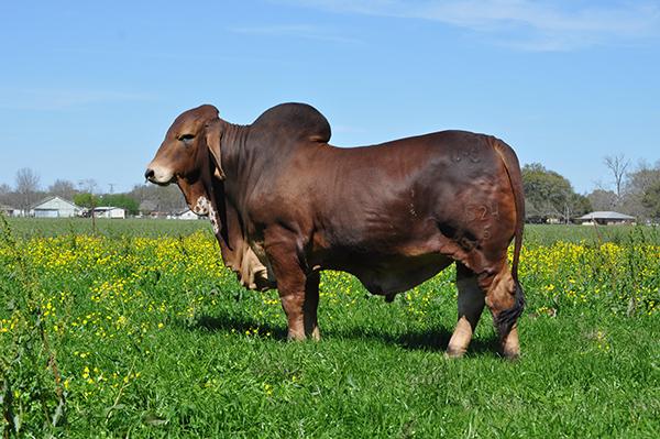 Progeny of 494: Mr. JS Magnum Rouge 2017 LSU Grand Champion Red Bull 2017 All American Reserve Grand Champion Bred and Owned Red