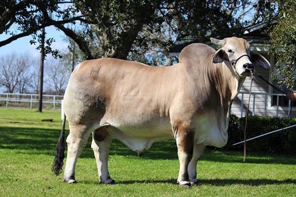 Sire: Mr H Jotham Manso 2015 All American Grand Champion Grey Bull