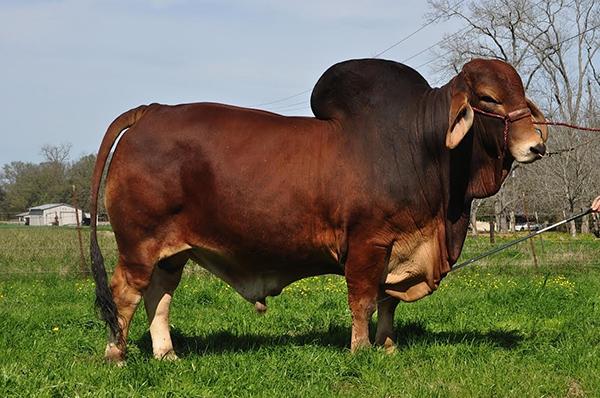 Progeny of 494: JS Built Right 950/9 2012 International Junior Champion Red Bull Owned by Select Sires