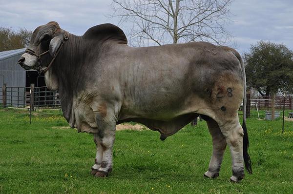 Sire: Mr. JS/EM 928/9 Pictured as a 2 year old