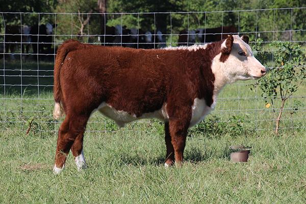 Lot 11A - K-ONE MR BIG BOOM K12