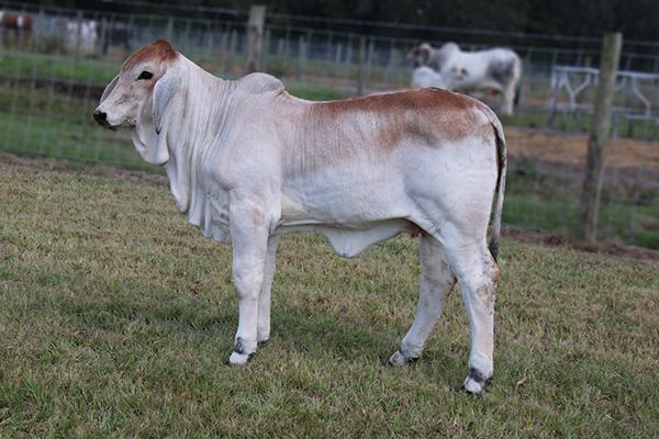 Calf Miss L2 Empress Didor 229