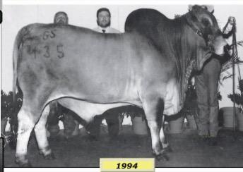 Sire of GS Empress Didor 278