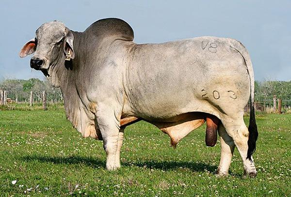 Sire - Mr V8 203/6