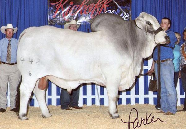 Sire  - Mr V8 442/6