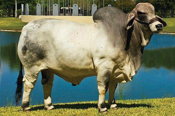 Calf Sire: GS Sugar Manso 505