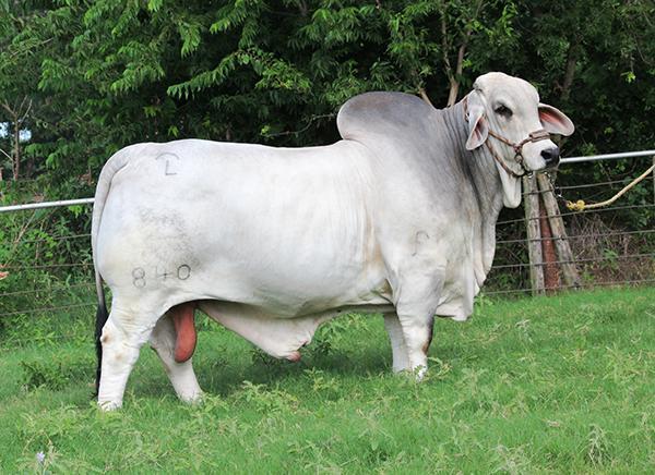 Sire - JDH Mr Manso 840