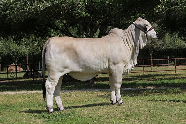 Daughter - LMC LF Polled Diva is a young donor for La Muneca-Flores