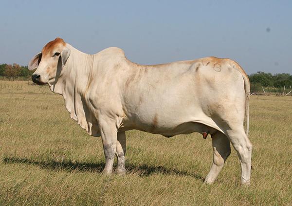 Dam - super productive V8 cow sired by +JDH Avery Manso