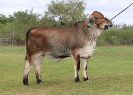 Paternal sister being shown by Pops Guerra out of a LMC WFF Pistolero cow